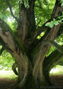 Irish Tree Trunk