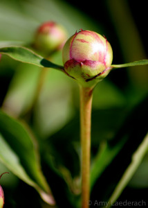 Peonie Bud