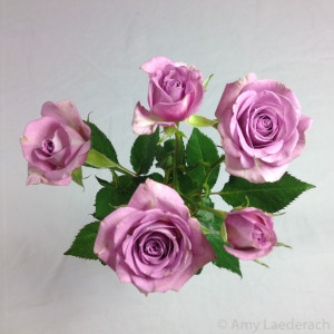 Violet Roses